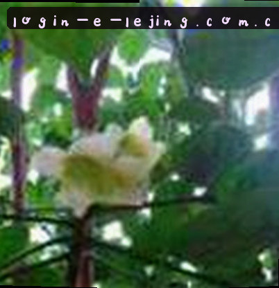 孙悦